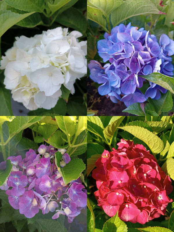 Hortensja Mix