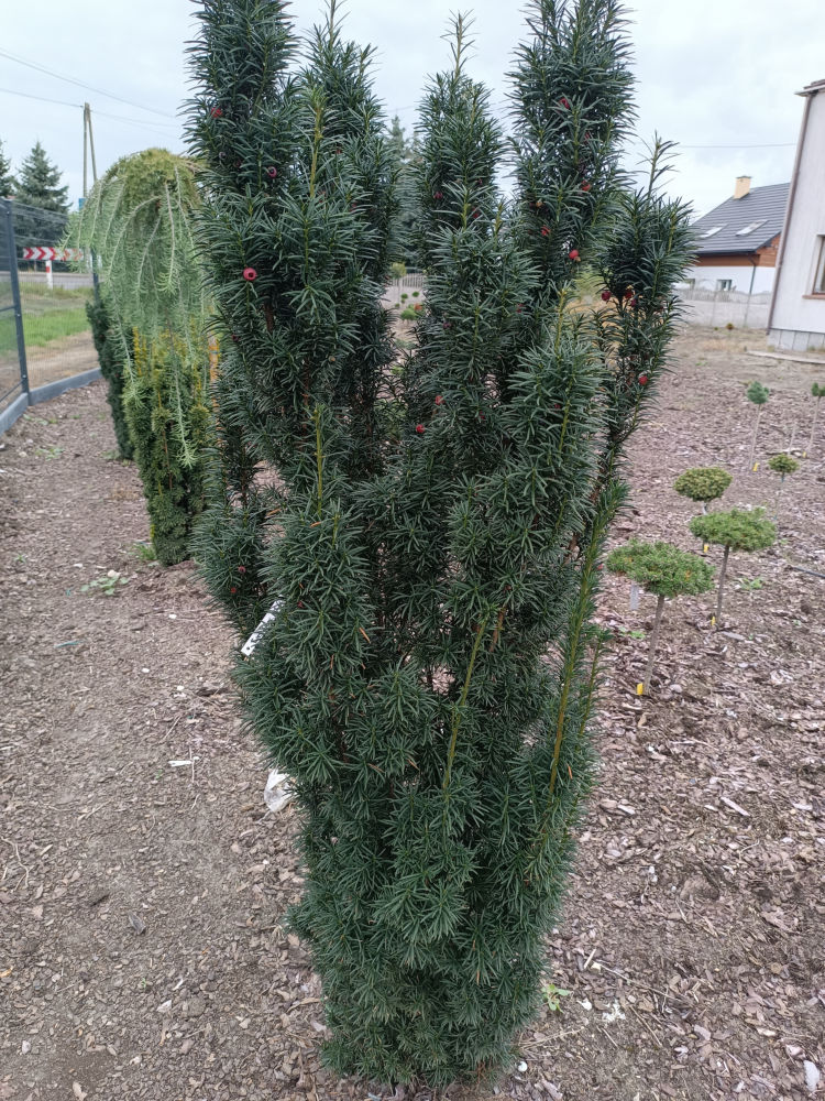 Erecta
