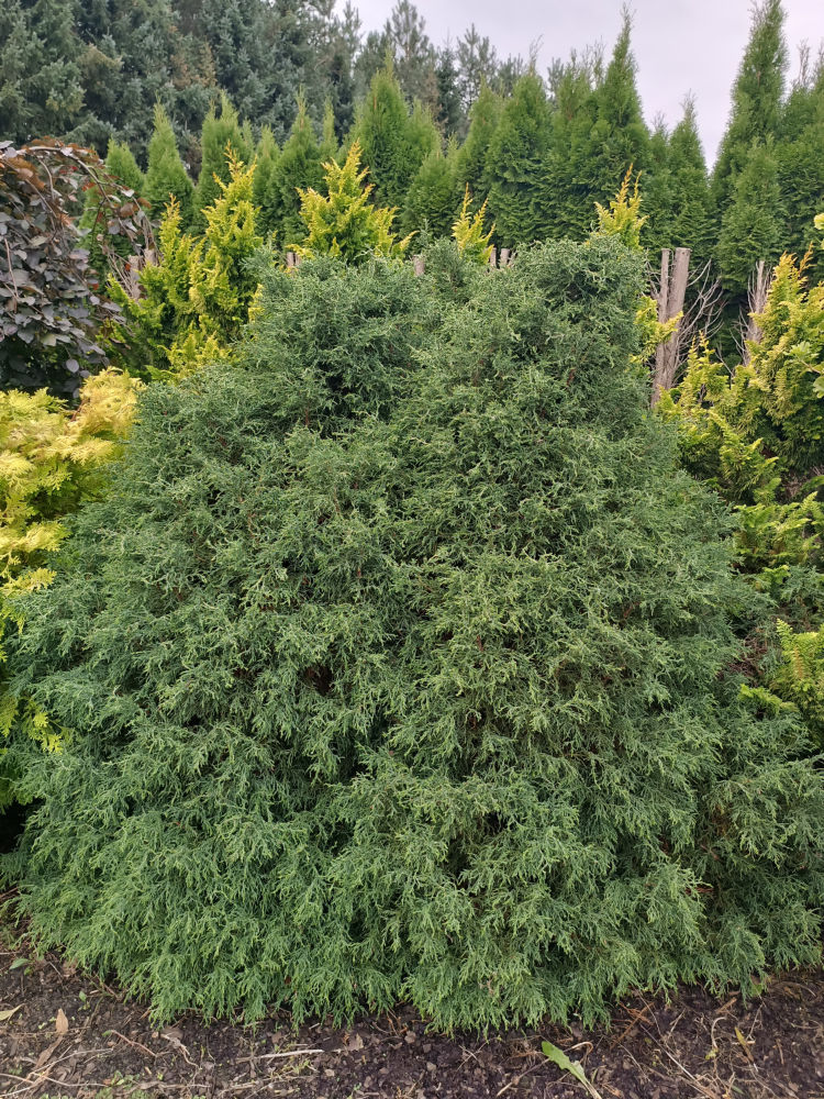 Lycopodioides