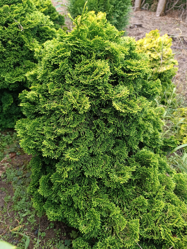 Nana Aurea