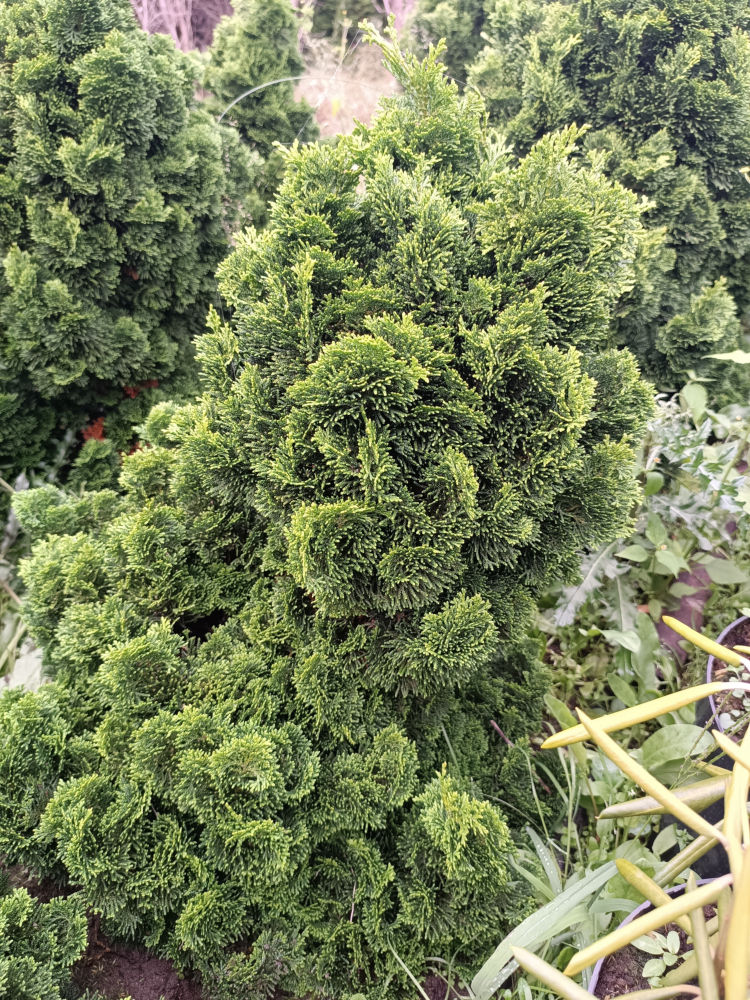 Nana Pyramidalis