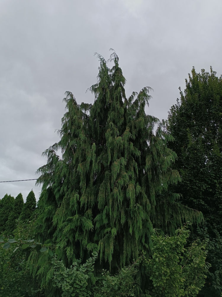 Pendula