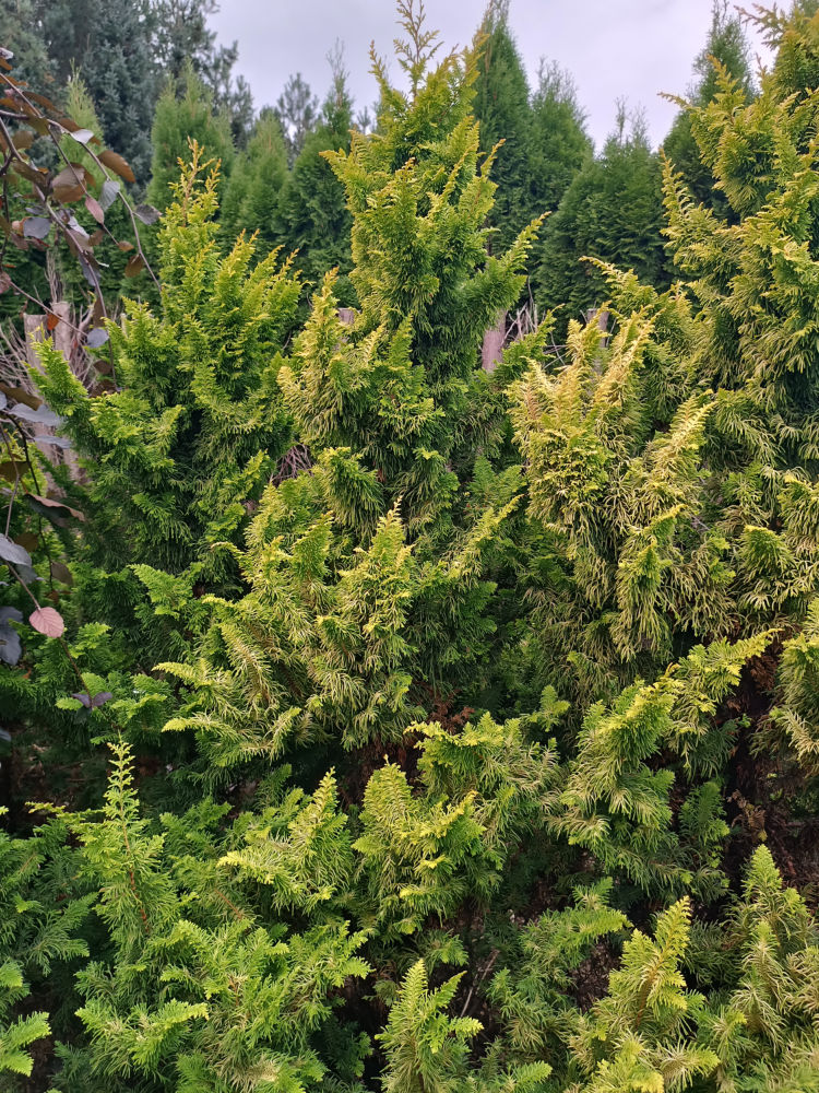 Tetragona Aurea