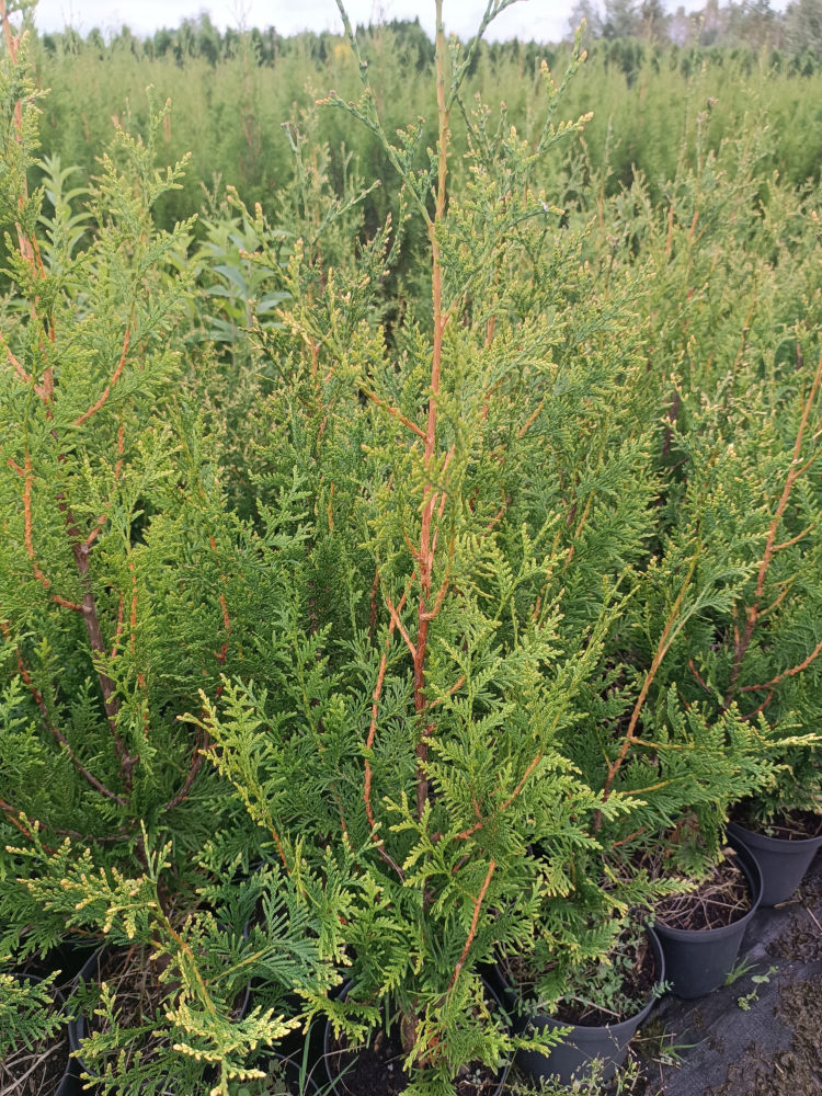 Aureospicata