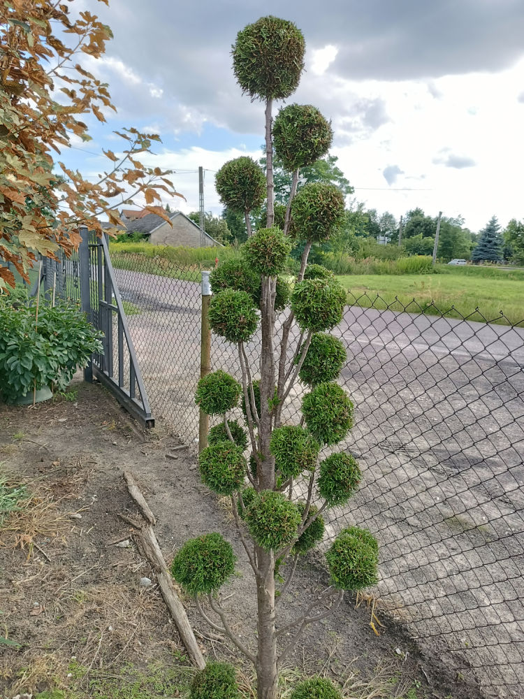 Bonsai