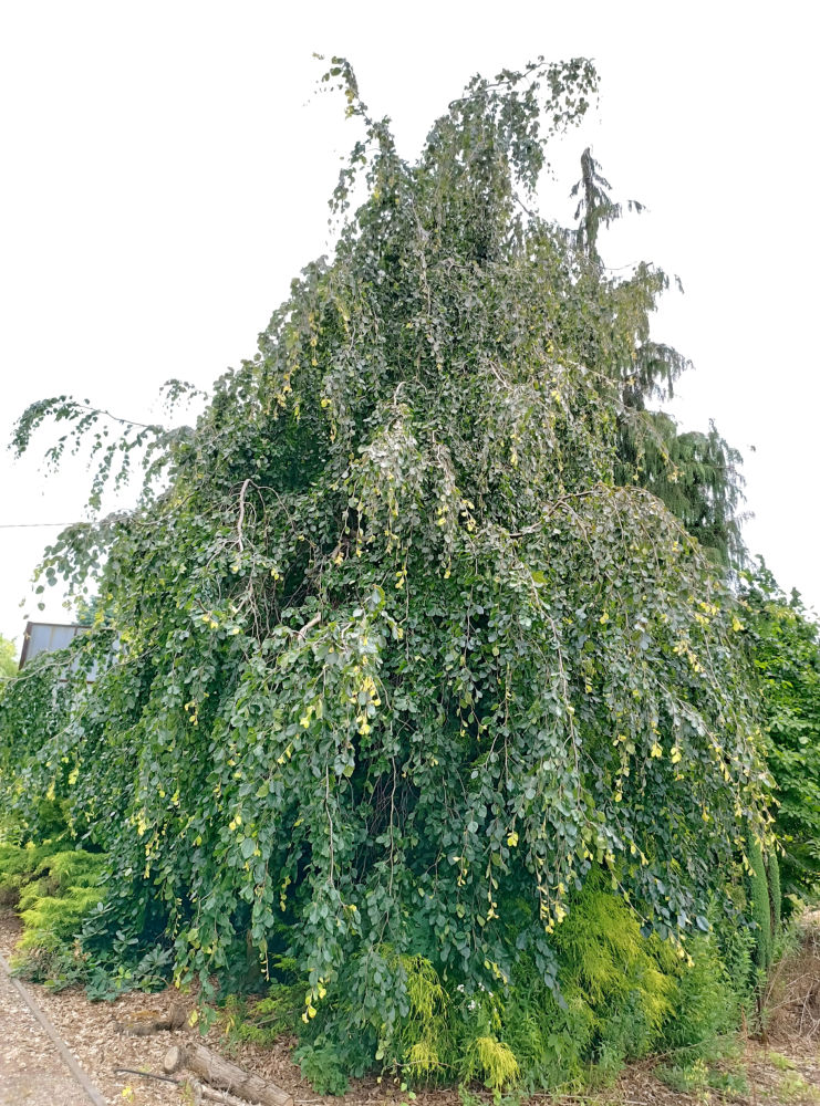 Pendula