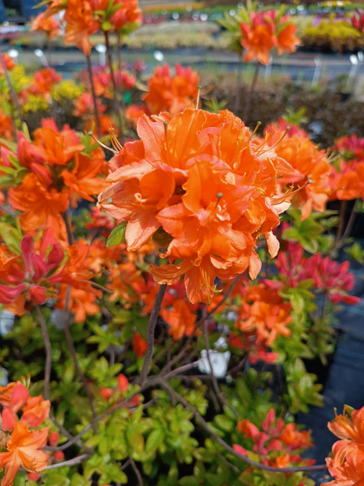Mandarin Light