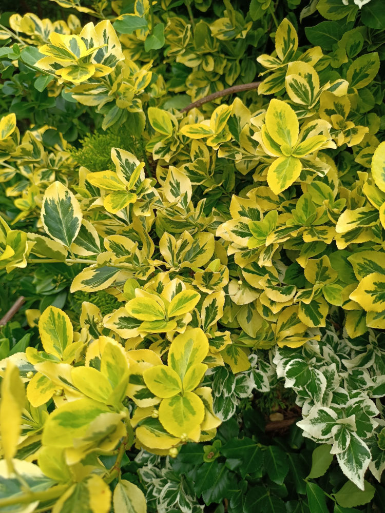 Emerald Gold
